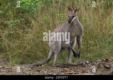 Un wallaby mâle adulte (Macropus parryi), également connu sous le nom de wallaby à la jolie face, est une espèce de wallaby trouvée dans l'est de l'Australie. Banque D'Images