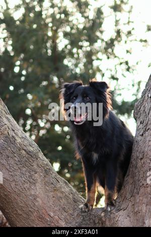 Chien noir debout profitant de l'heure dorée à l'extérieur dans la forêt. portrait de chien adopté mignon à l'heure d'or Banque D'Images