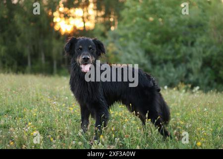 Chien noir debout profitant de l'heure dorée à l'extérieur dans la forêt. portrait de chien adopté mignon à l'heure d'or. Banque D'Images