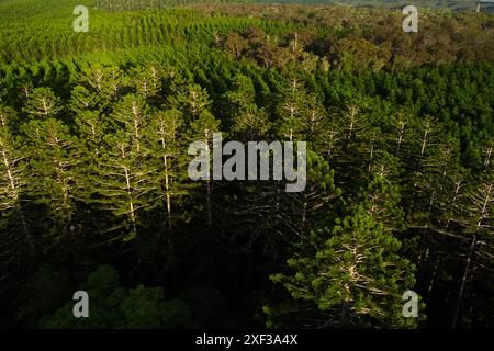 La vue aérienne capture la forêt commerciale de Hoop Pine avec sa canopée verte dense et vibrante. Les arbres sont méticuleusement disposés en rangées uniformes, Banque D'Images