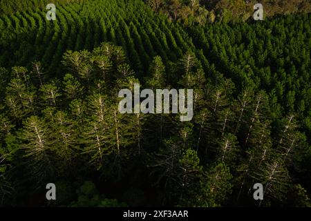 La vue aérienne capture la forêt commerciale de Hoop Pine avec sa canopée verte dense et vibrante. Les arbres sont méticuleusement disposés en rangées uniformes, Banque D'Images
