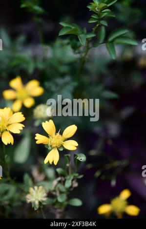 Sur fond verdoyant, les Héliomeris jaunes se prélassent dans les derniers rayons de la journée. Leurs fleurs vibrantes semblent briller, jetant un doux. Banque D'Images