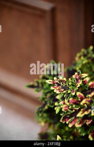 Coleus scutellarioides brille de manière vibrante sur un fond de porte en bois brun, en particulier pendant le coucher du soleil lorsque la lumière du soleil est absente. Banque D'Images