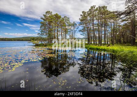 Loch Garten dans le parc national de Caingorms, en Écosse Banque D'Images