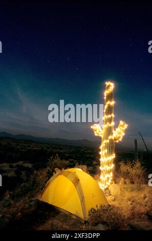 Lumières de Noël sur un catcus saguaro près d'une tente la nuit, désert de Sonoran, Arizona Banque D'Images