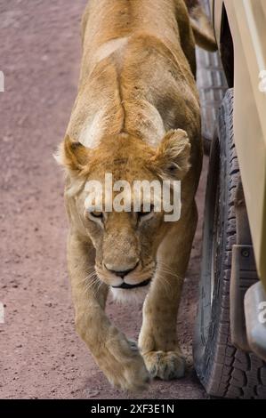 Lionne utilisant une jeep touristique comme couverture lorsqu'elle cachait sa proie dans le parc national de Ngorongoro, en Tanzanie. Banque D'Images