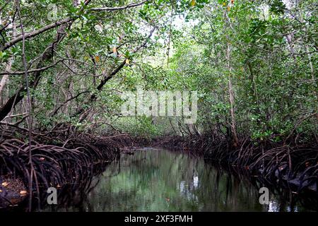 Mangroves au parc national de Jozani Bay, Zanzibar, Tanzanie Banque D'Images