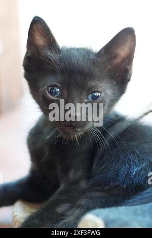 Petit chaton errant avec des yeux de forme différente Banque D'Images