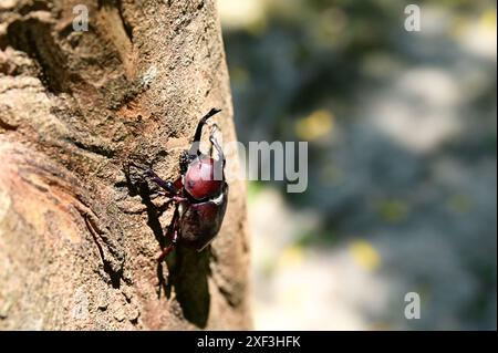 Chaque été, Allomyrina dichotoma se réunit sur les arbres Fraxinus pour se nourrir de sève douce, créant une scène naturelle captivante en Asie de l'est et du Sud-est Banque D'Images