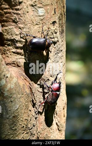 Chaque été, Allomyrina dichotoma se réunit sur les arbres Fraxinus pour se nourrir de sève douce, créant une scène naturelle captivante en Asie de l'est et du Sud-est Banque D'Images