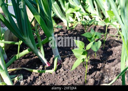 Plantes de haricots nains Ferrari poussant aux côtés de plantes d'oignons dans un lit surélevé dans un potager, Royaume-Uni. Banque D'Images