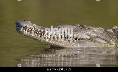 Le crocodile d'Amérique (Crocodylus acutus) est une espèce de crocodiliens que l'on trouve dans les Néotropiques. Scène sauvage de la nature en Amérique centrale. Banque D'Images