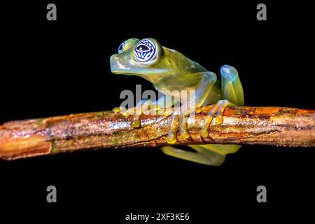 La grenouille en verre fantôme (Sachatamia ilex) est une espèce de grenouille de la famille des Centrolenidae. On le trouve dans l'est du Nicaragua, au Costa Rica, au Panama, dans l'ouest du Col Banque D'Images
