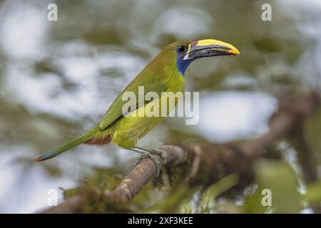 Toucanet émeraude (Aulacorhynchus prasinus) ou toucanet à gorge bleue (Aulacorhynchus caeruleogularis). Le toucanet émeraude a été décrit à l'origine dans Banque D'Images