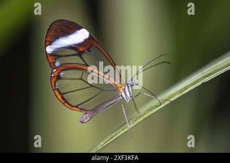 Le papillon glasswing (Greta oto) est une espèce de papillon à pieds broussailleux et membre de la sous-famille des Danainae, de la tribu des Ithomiini et de la sous-tribu des Godyridina. Banque D'Images