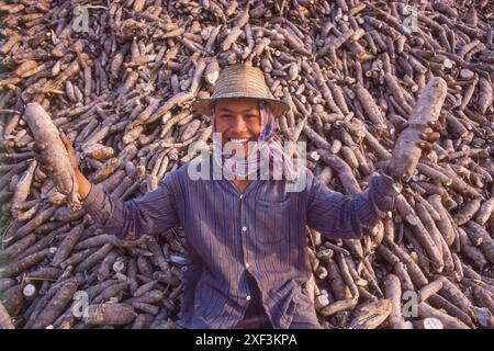 Thaïlande, Ubon Ratchatani - récolte de cassave ou maniok. Les racines de cassave sont exportées vers l'Europe pour être utilisées comme porcs. Banque D'Images