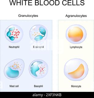 Granulocytes et Agranulocytes. Globules blancs. Deux types de leucocytes. Gros plan des cellules du système immunitaire lymphocyte, monocyte, neutrophile, éosine Illustration de Vecteur