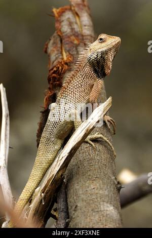 Ajmer, Inde. 29 juin 2024. Un caméléon est vu sur un rocher à Ajmer, Rajasthan, Inde, le 1er juillet 2024. Photo par ABACAPRESS. COM Credit : Abaca Press/Alamy Live News Banque D'Images