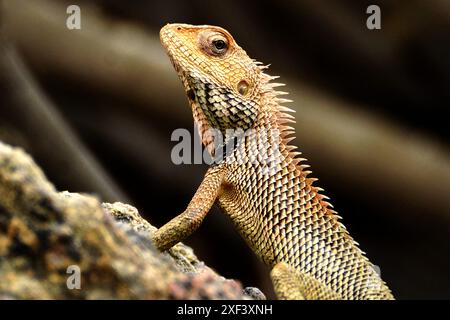 Ajmer, Inde. 29 juin 2024. Un caméléon est vu sur un rocher à Ajmer, Rajasthan, Inde, le 1er juillet 2024. Photo par ABACAPRESS. COM Credit : Abaca Press/Alamy Live News Banque D'Images