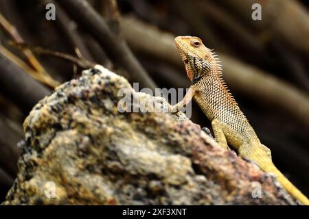 Ajmer, Inde. 29 juin 2024. Un caméléon est vu sur un rocher à Ajmer, Rajasthan, Inde, le 1er juillet 2024. Photo par ABACAPRESS. COM Credit : Abaca Press/Alamy Live News Banque D'Images