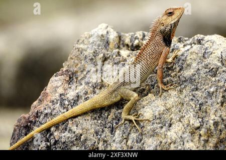 Ajmer, Inde. 29 juin 2024. Un caméléon est vu sur un rocher à Ajmer, Rajasthan, Inde, le 1er juillet 2024. Photo par ABACAPRESS. COM Credit : Abaca Press/Alamy Live News Banque D'Images