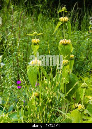 Les fleurs jaunes de Phlomis russeliana contrastent avec les bandes jaunes de Miscanthus sinensis 'Gold Bar' dans une bordure d'été Banque D'Images