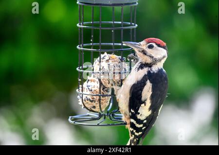 Grand pic tacheté (Dendrocopos major) juvénile mangeant des boules de graisse d'une mangeoire d'oiseaux de jardin. Juillet, Kent, Royaume-Uni Banque D'Images