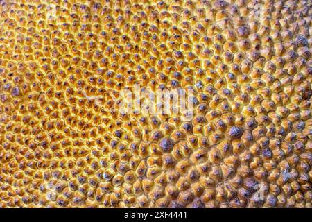 Fond gros plan de texture Jackfruit. Banque D'Images