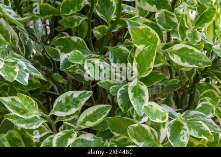 Euphorbia tithymaloides (épine dorsale du diable) laisse le fond. Banque D'Images