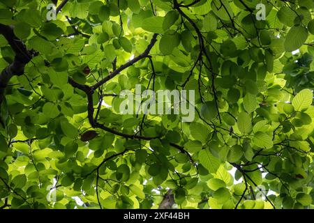 Sal tree (Shorea robusta) laisse le fond. Il est également connu sous le nom de sakhua, shala, ou sarai. Fond de feuilles d'arbre naturel. Banque D'Images