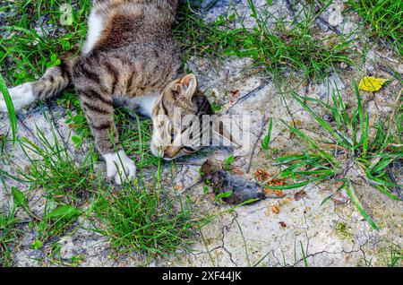 Chat domestique gris avec pattes blanches attrapé la souris dans le champ. Chat ment et regarde la souris morte. Banque D'Images