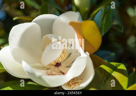 Une abeille de miel recueille le pollen d'une fleur de magnolia sur une journée ensoleillée - vue arrière Banque D'Images