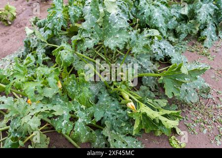 Courgettes après une tempête de grêle - feuilles perforées avec des trous des boules de glace Banque D'Images