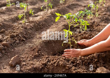 Une femme tient un jeune plant de tomate dans sa main et est sur le point de le planter dans un trou dans le sol. Banque D'Images