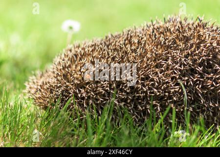 Un hérisson dort dans le pré, et une coccinelle rampante dessus. Banque D'Images