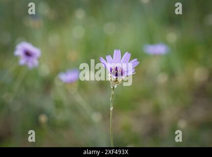Fléchette de Cupidon, floraison, Catananche, caerulea, fleur sauvage méditerranéenne, Grenade, Espagne Banque D'Images