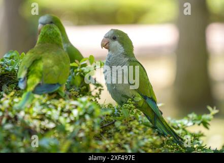 Perruches moines (Myiopsitta monachus) en quête de nourriture dans un parc public espagnol, Espagne. Banque D'Images