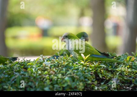 Perruches moines (Myiopsitta monachus) en quête de nourriture dans un parc public espagnol, Espagne. Banque D'Images