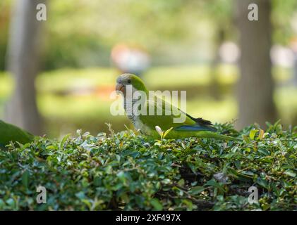 Perruches moines (Myiopsitta monachus) en quête de nourriture dans un parc public espagnol, Espagne. Banque D'Images