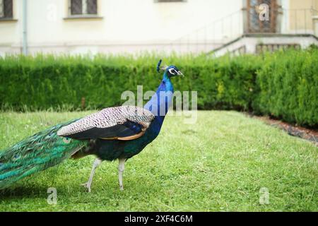Majestueux paon dans un verger de Prague. Banque D'Images