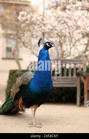 Majestueux paon dans un verger de Prague. Banque D'Images
