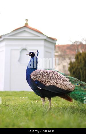 Majestueux paon dans un verger de Prague. Banque D'Images