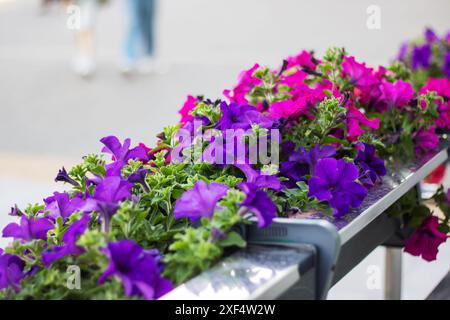 Un bel affichage de fleurs violettes et roses fleurissant sur une balustrade en métal, ajoutant une touche de beauté naturelle à l'environnement Banque D'Images