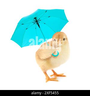 Mignon poussin moelleux avec parapluie bleu clair sur fond blanc Banque D'Images