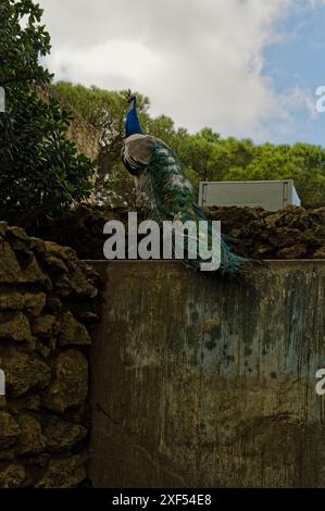 Paon avec ses plumes de queue vibrantes perchées sur un ancien mur de pierre à Castelo de São Jorge à Lisbonne Banque D'Images