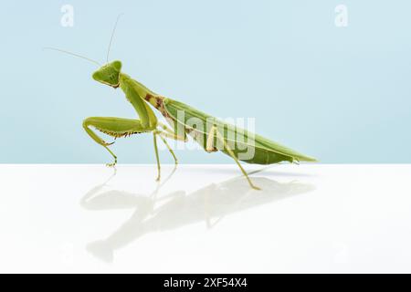 Vue imprenable d'une mante verte sur fond bleu. Insecte étonnant sur la table blanche. Banque D'Images