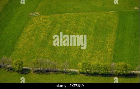 Vue aérienne, prairies et champs en fleurs de jonquille, avenue des arbres Schafstrift, Höfen, Monschau, Rhénanie-du-Nord-Westphalie, Allemagne, photo aérienne, Meadow Banque D'Images