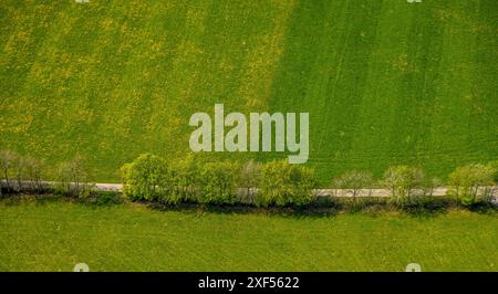 Vue aérienne, prairies et champs en fleurs de jonquille, avenue des arbres Schafstrift, Höfen, Monschau, Rhénanie-du-Nord-Westphalie, Allemagne, photo aérienne, Meadow Banque D'Images