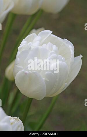 Tulip 'Ice Wonder', une tulipe double type Banque D'Images