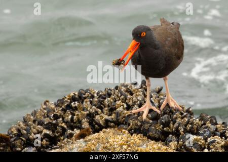 Huîtres noirs (Haematopus bachmani) de Lighthouse Jetty, Crescent City, Californie Banque D'Images